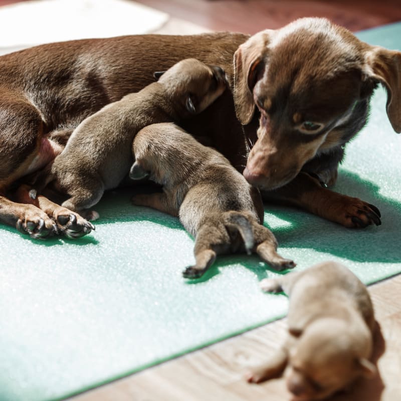 C-Section, Hoquiam Veterinarians