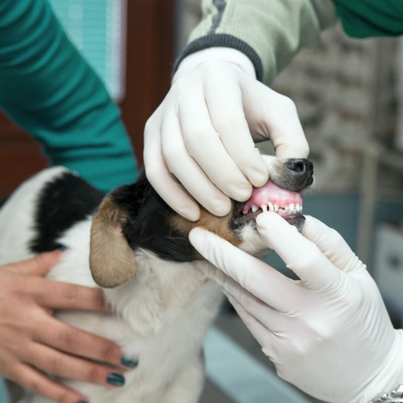 Dental Care, Hoquiam Veterinary Dentist