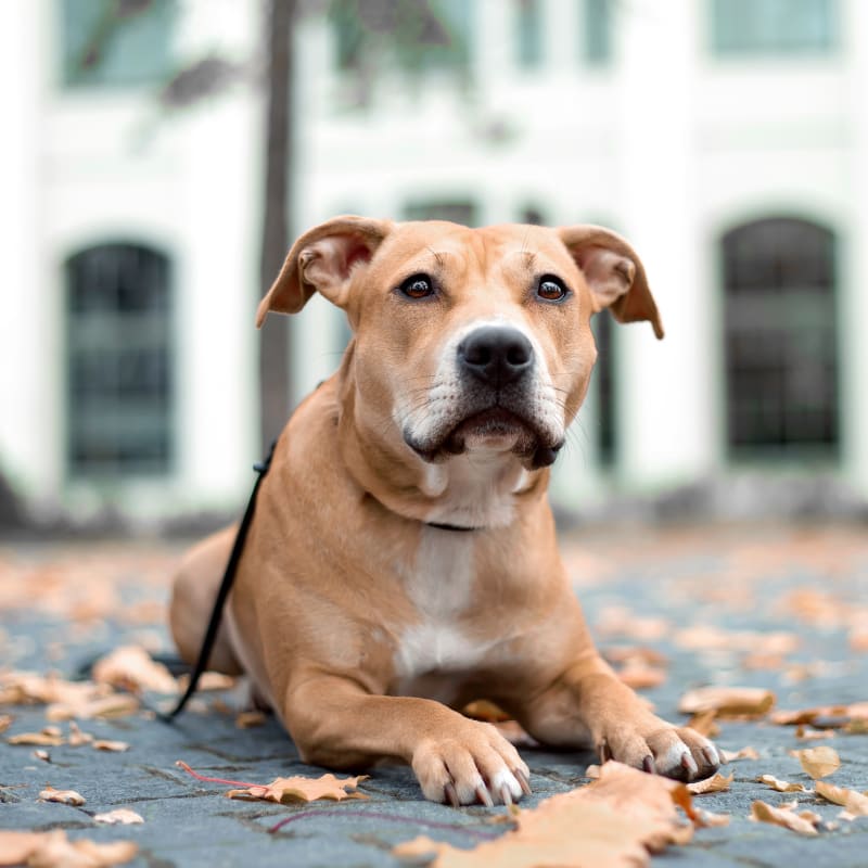 Geriatric Care for Pets, Hoquiam