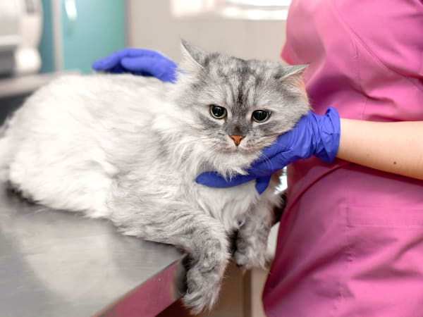 Hoquiam Vet Hospital
