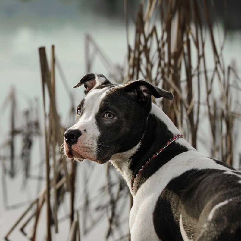 Veterinary Massage Therapy for Pets