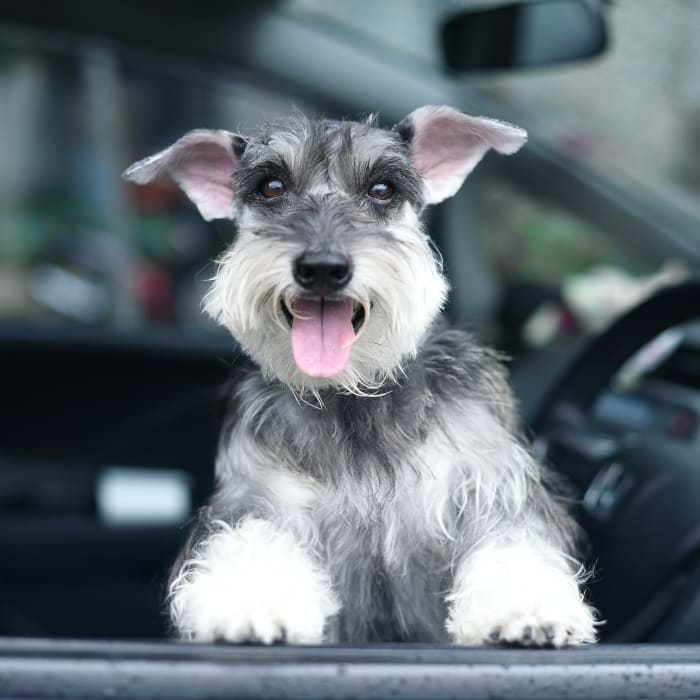 Routine Wellness Exams