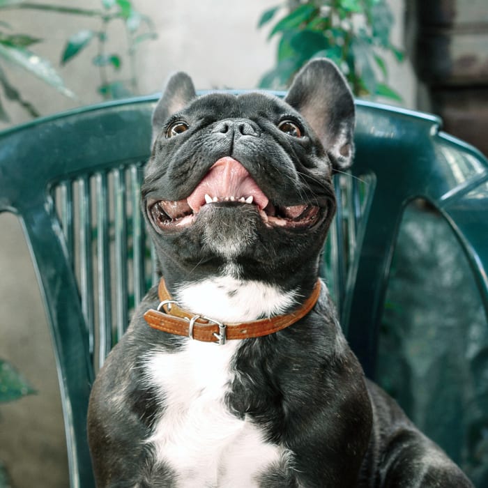 Dental Care Services