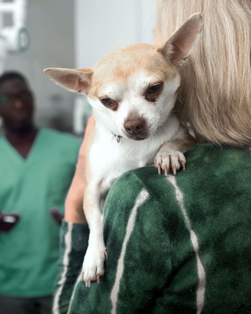 Hoquiam Vet Hospital