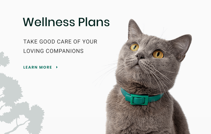 Learn How Pet Wellness Plans Save Money in Hoquiam